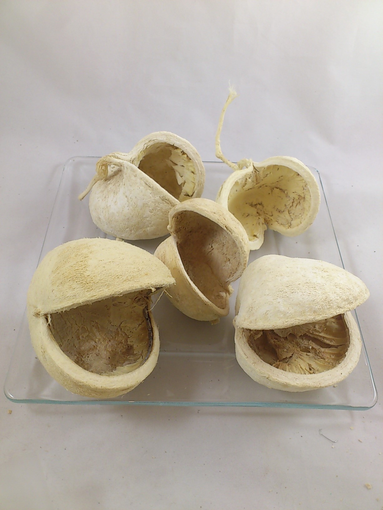 Buddha Nut Bleached 5 P Bloemschikken Bloemschikmateriaal Be Gratis Verzending Vanaf 35