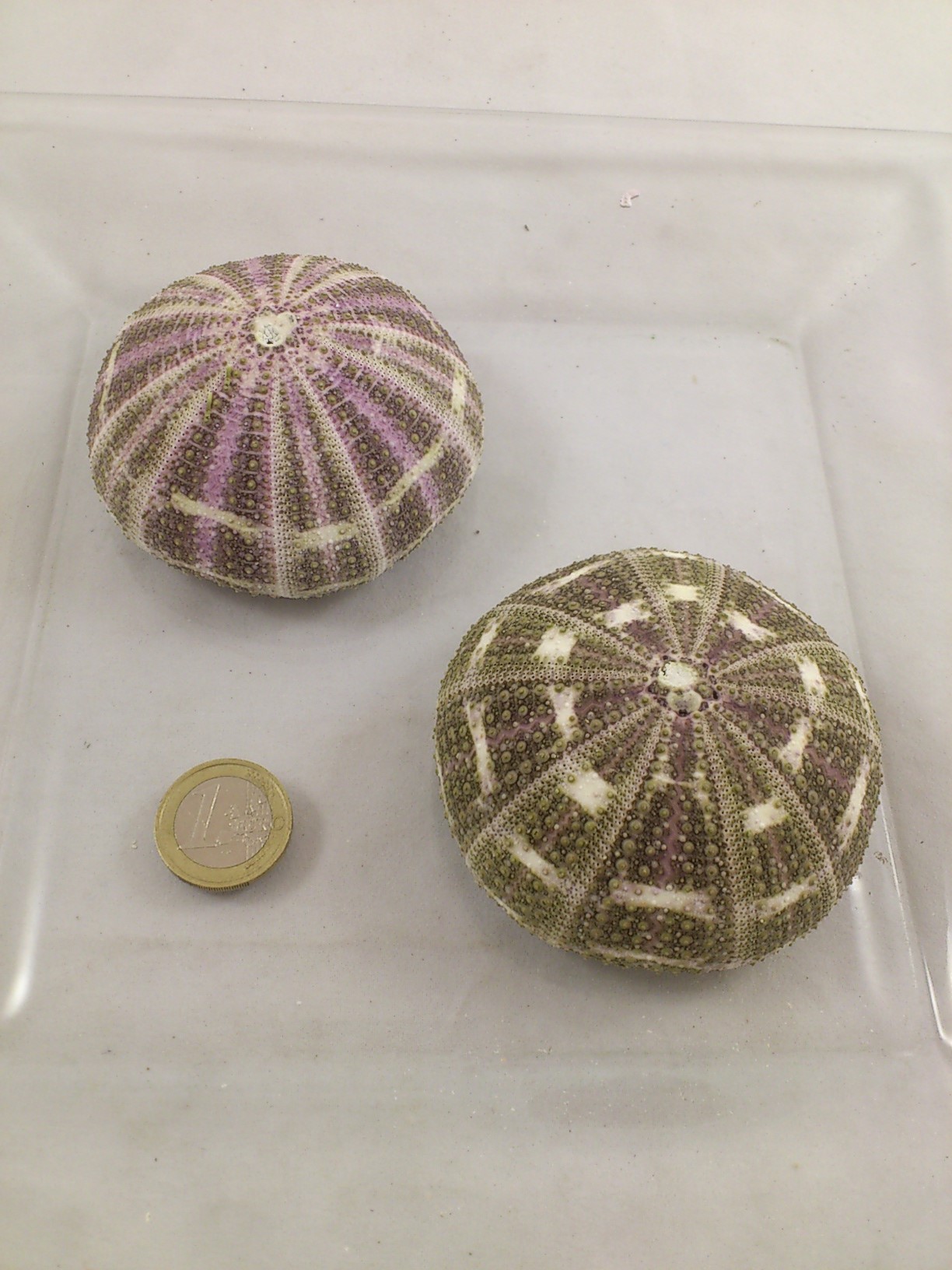 Seeigel 6-8 cm (Sea urchin alfonso) 2 st.