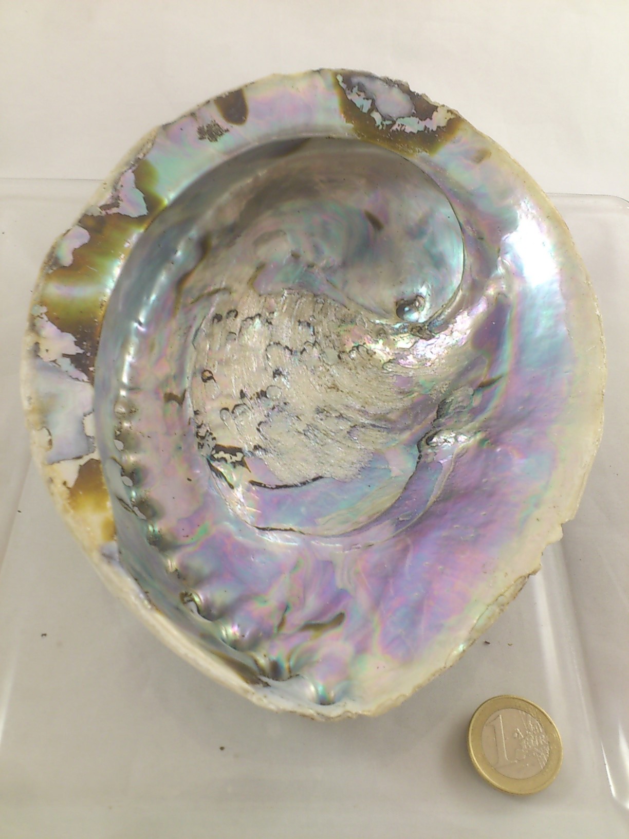 Abalone 14-18 cm 3 p.