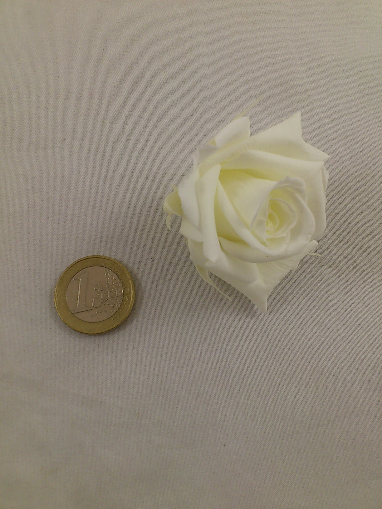 Rose stabilisée  48 p.  M ø 4-4.5 cm ivory