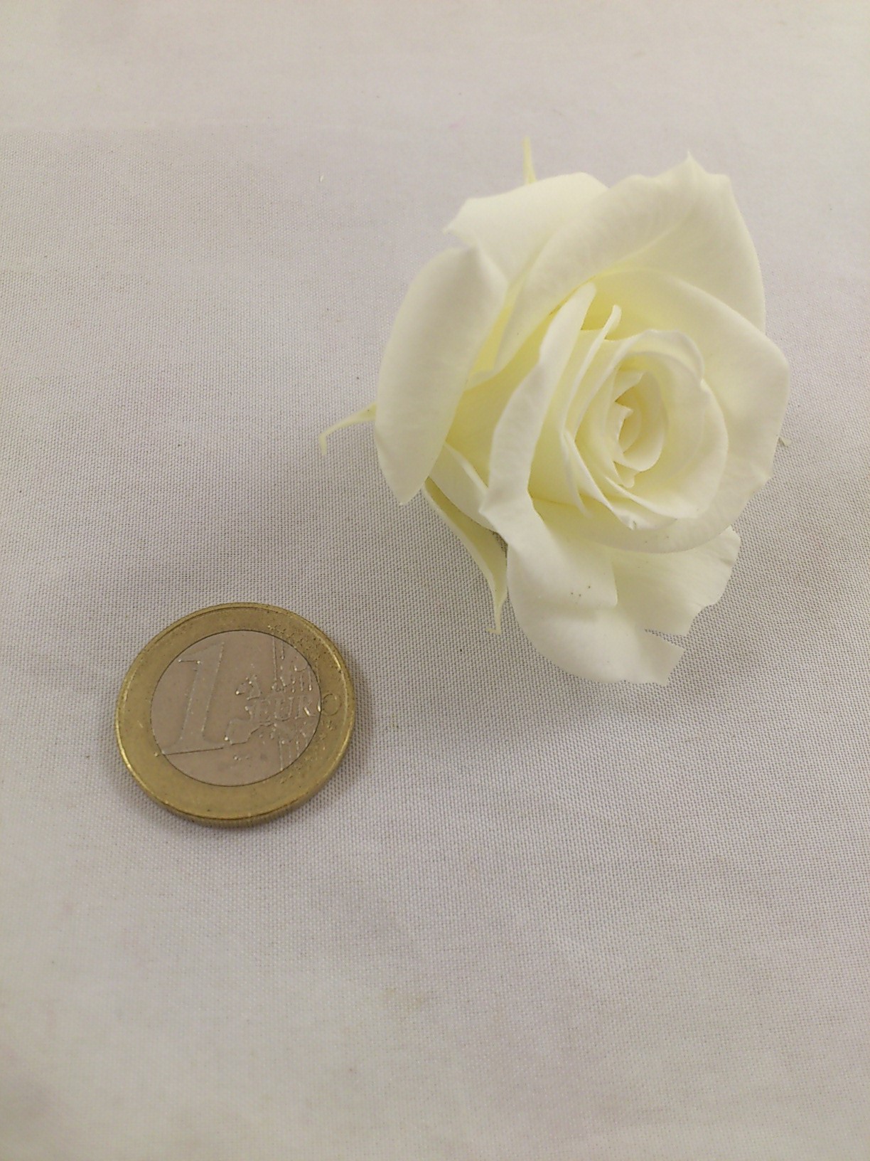 Konservierte rose 12 st.  M ø 4-4.5 cm almond