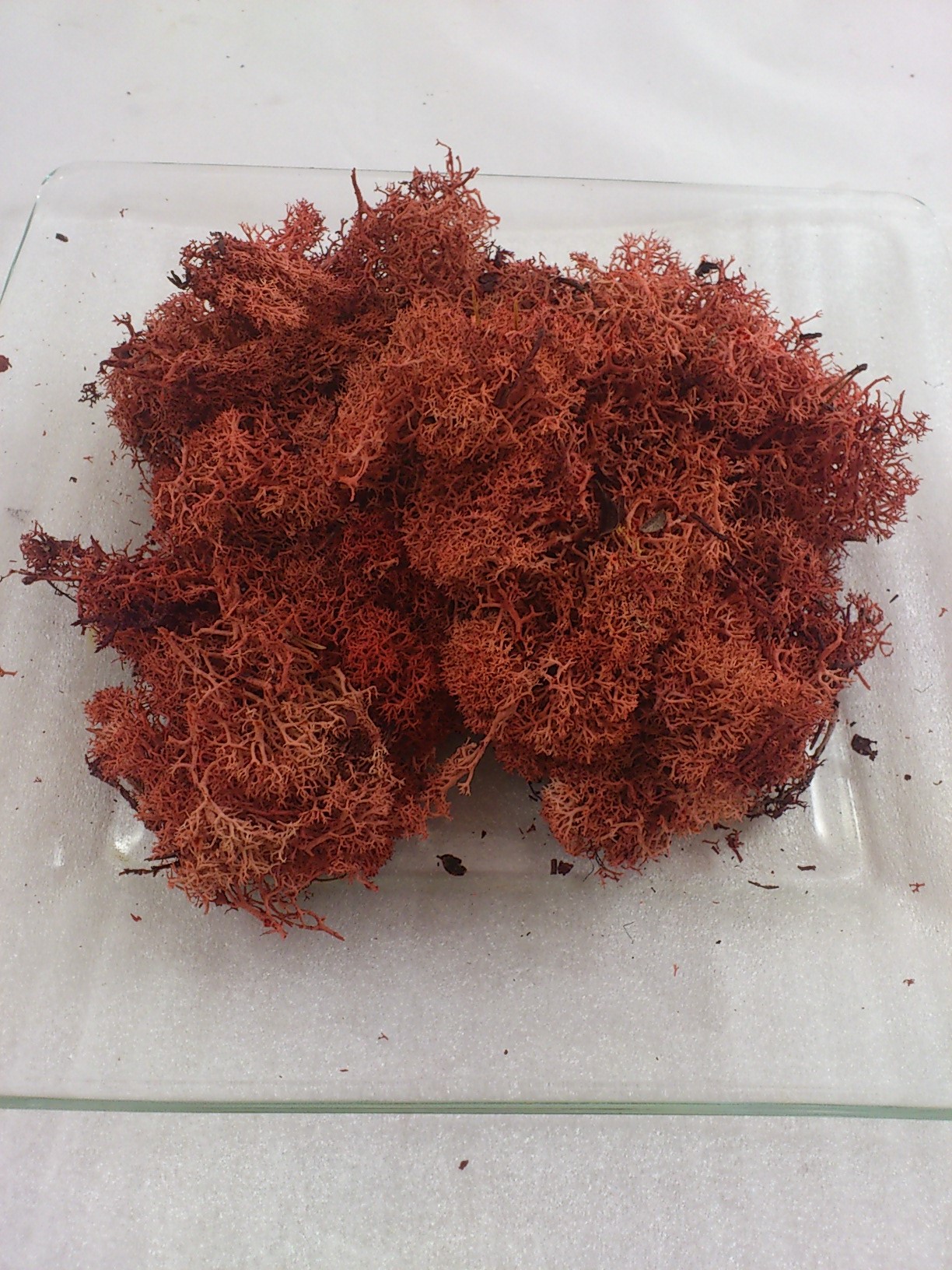 Ijslands mos/ Rendiermos 40 gr. indian red
