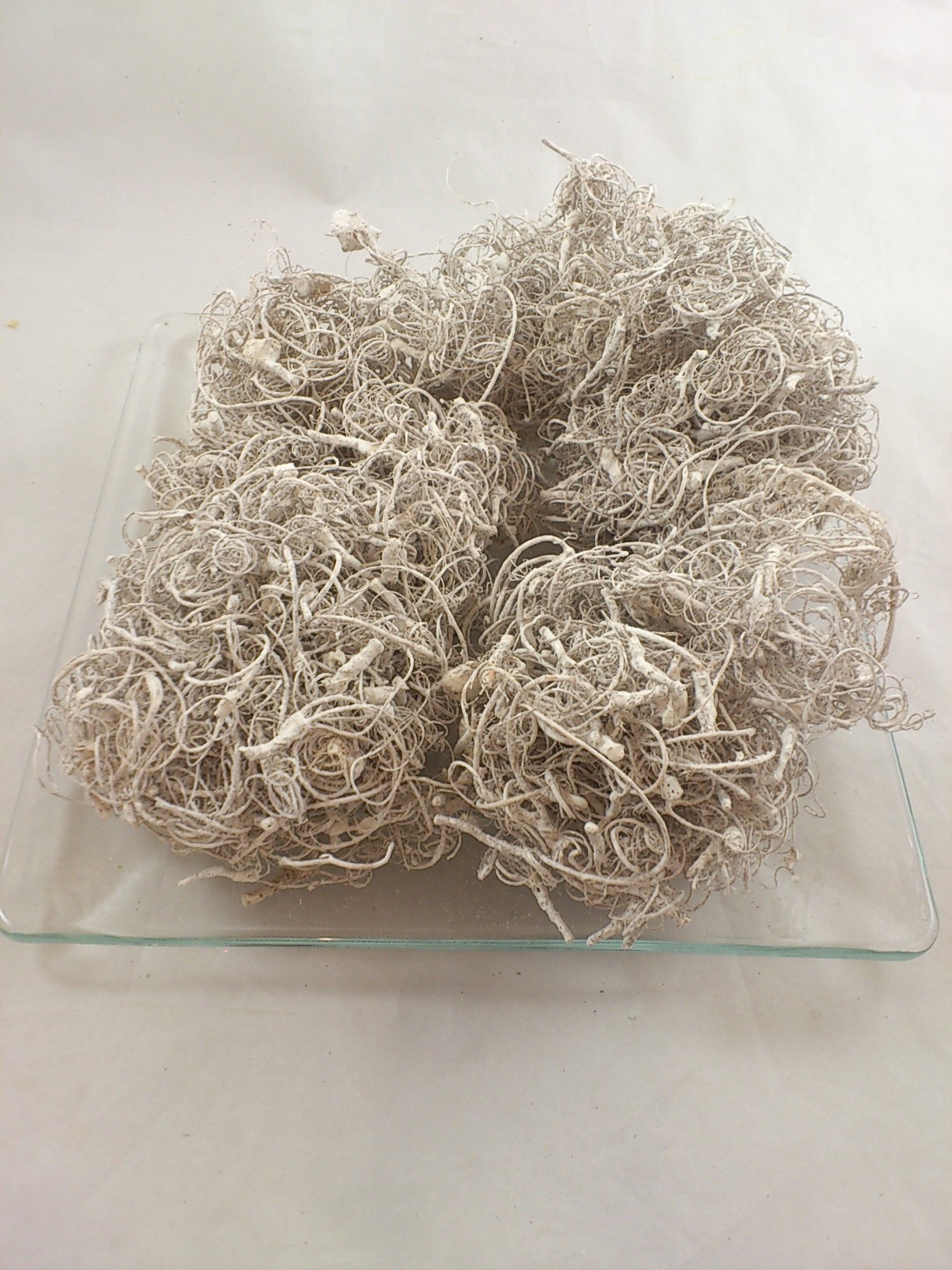 Curly moss 200 gr. white-wash