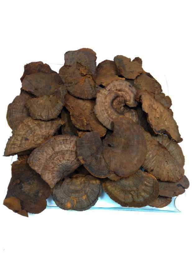 Elfenbankje (sponge mushroom) klein 8-10 cm bruin 250 gr.