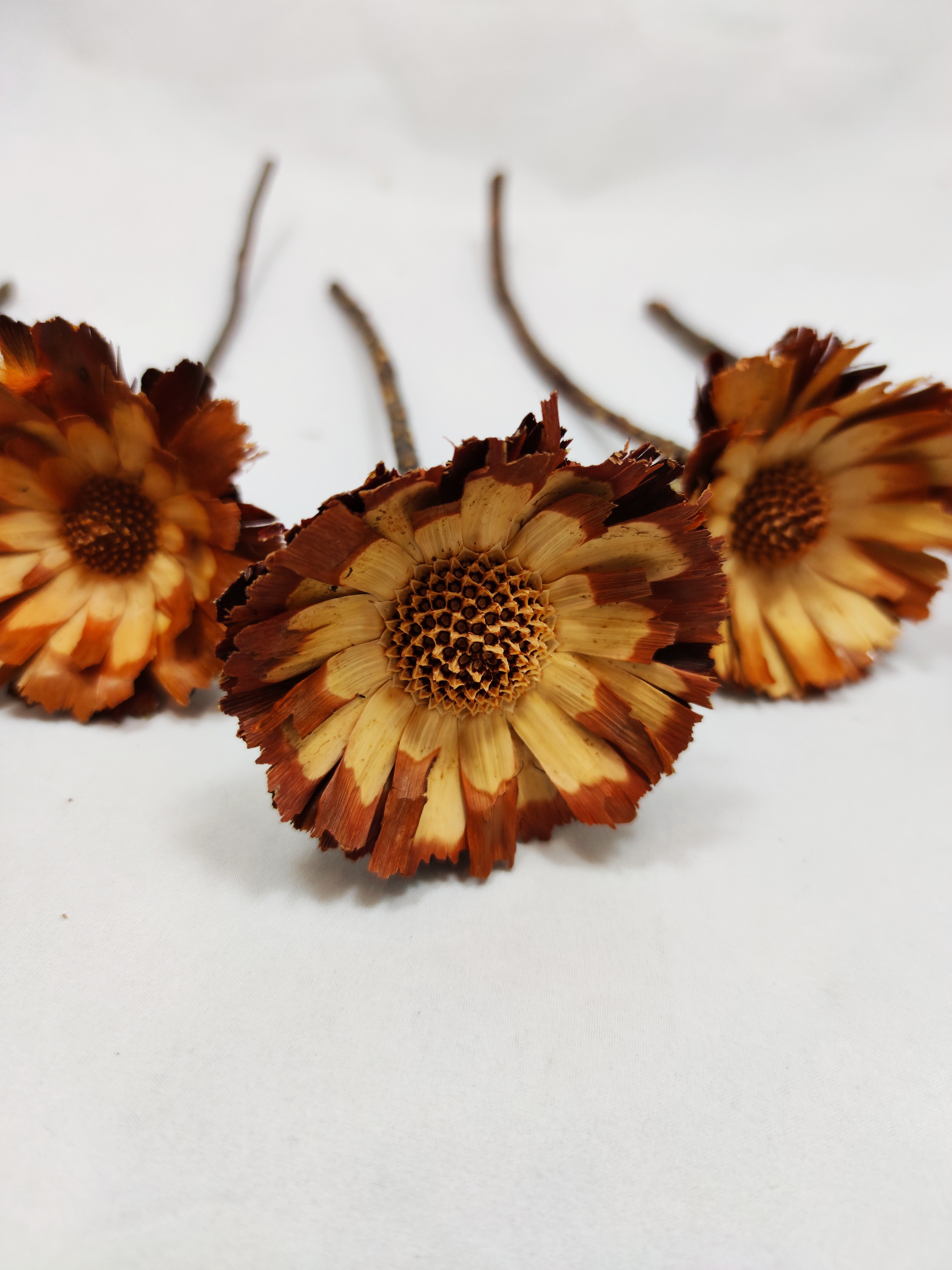 Protea Rozet 6-7 cm bright 10 p.