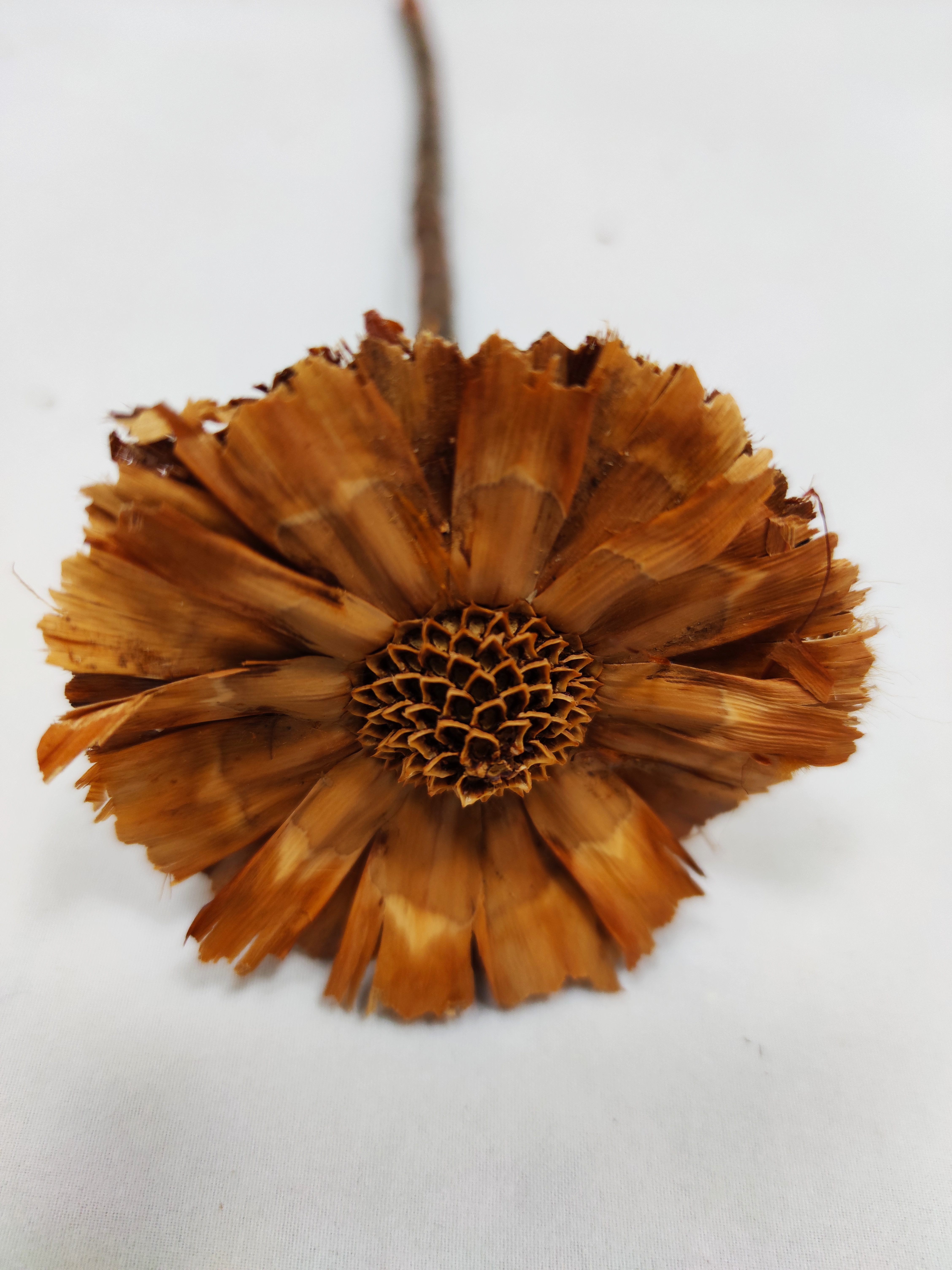 Protea Rozet 6-7 cm natural