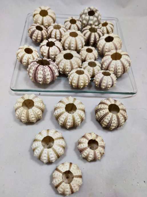 Sea urchin sputnik cream 4-6 cm 24 p. + 1 spare
