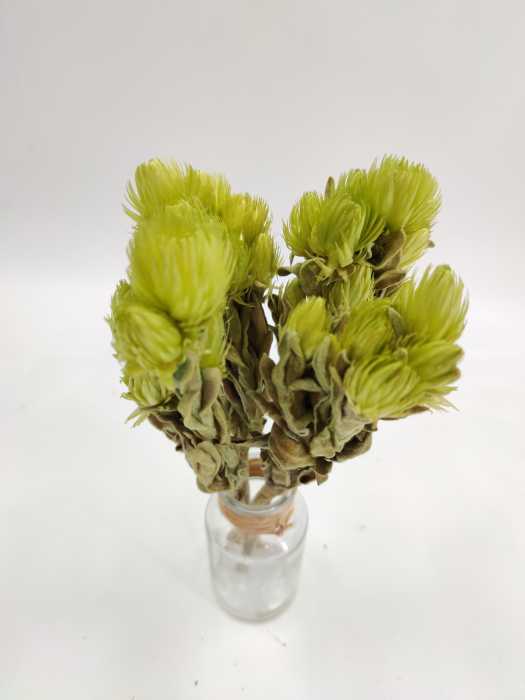 Helicrysum cape green