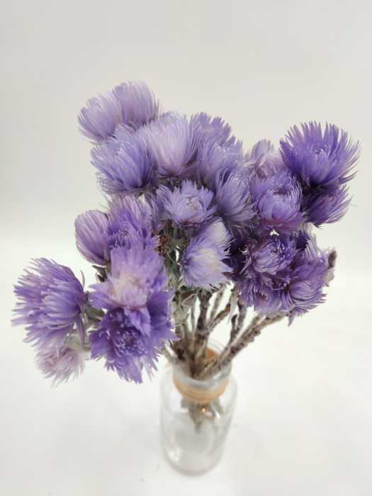 Helicrysum cape lilac