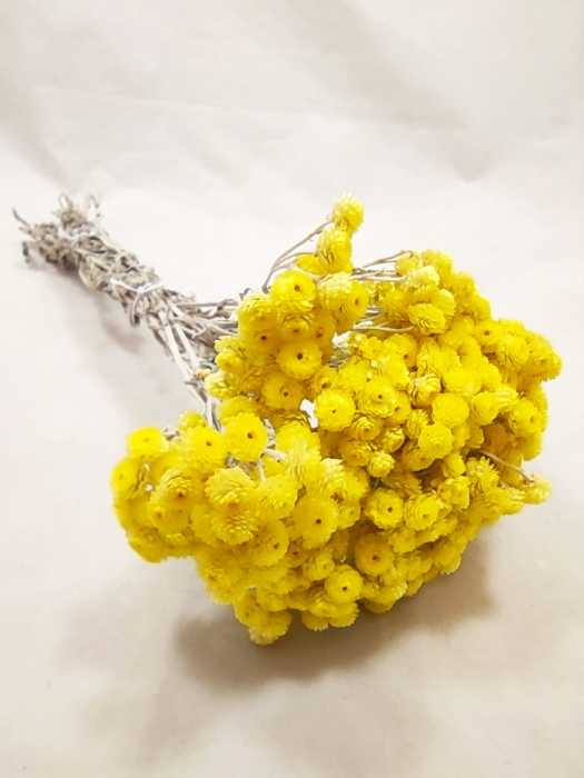 Helicrysum immortelle  jaune