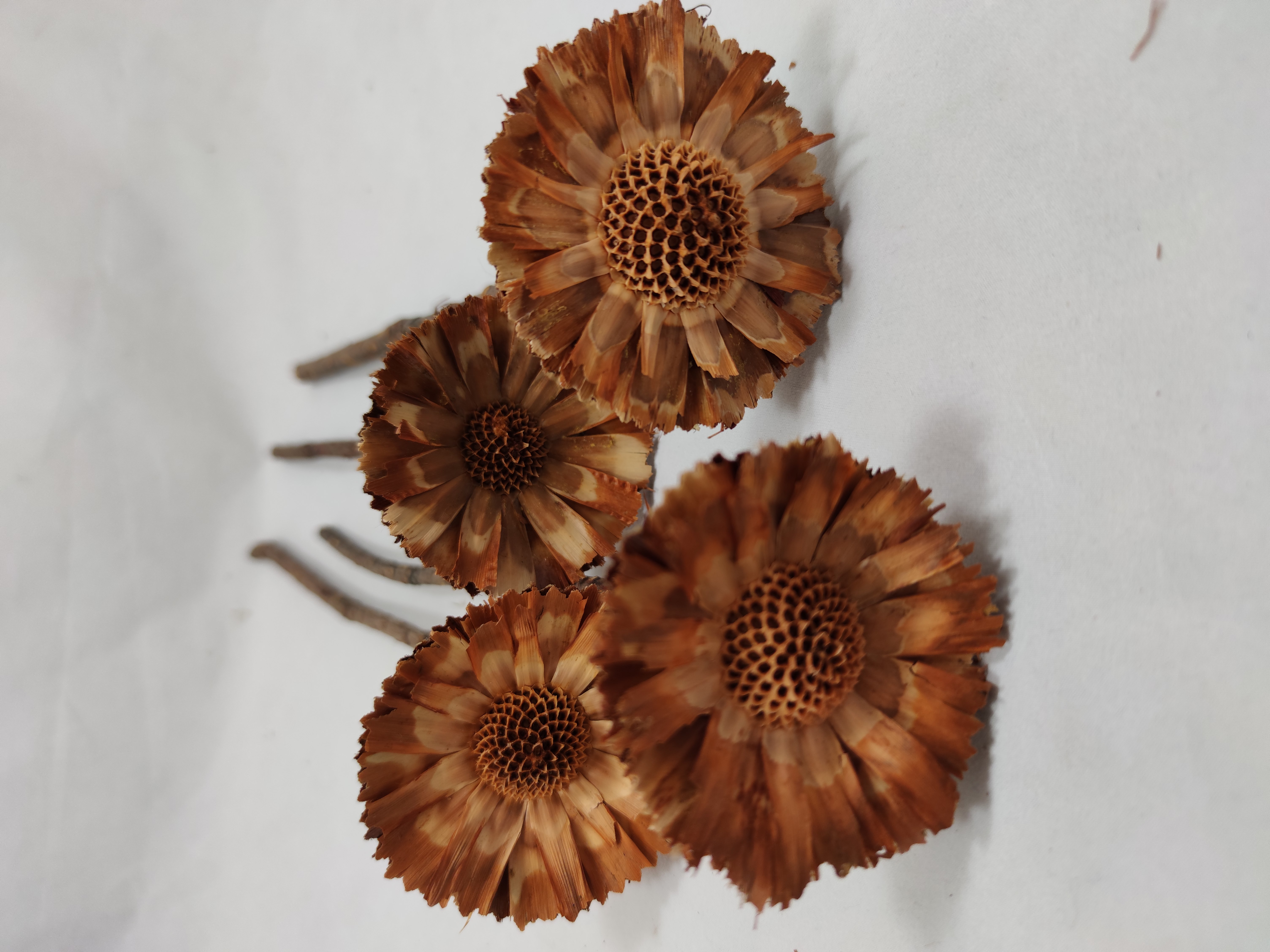 Protea Rozet 6-7 cm naturel
