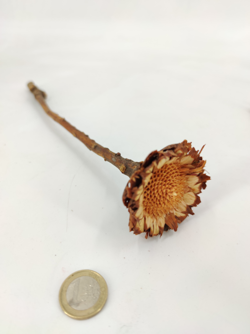 Protea Coronata 5- 6 cm naturel  10 p.