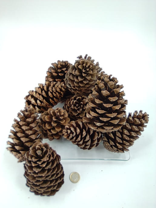 Pinus maritima 10-14 cm 12 st.