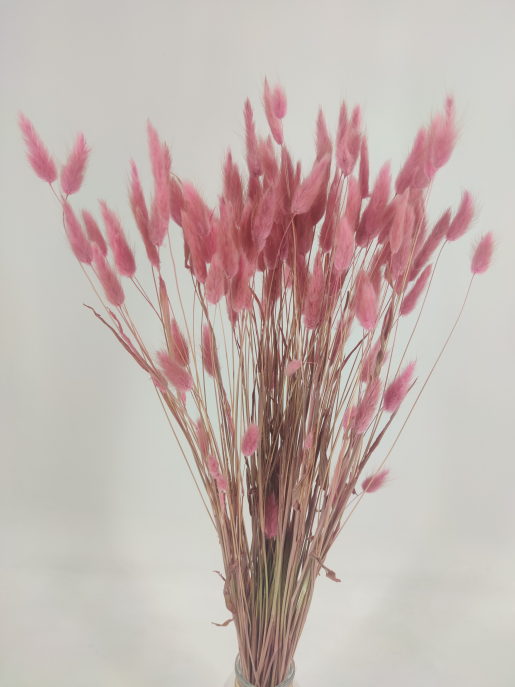 Lagurus oudroze/pinkrosa