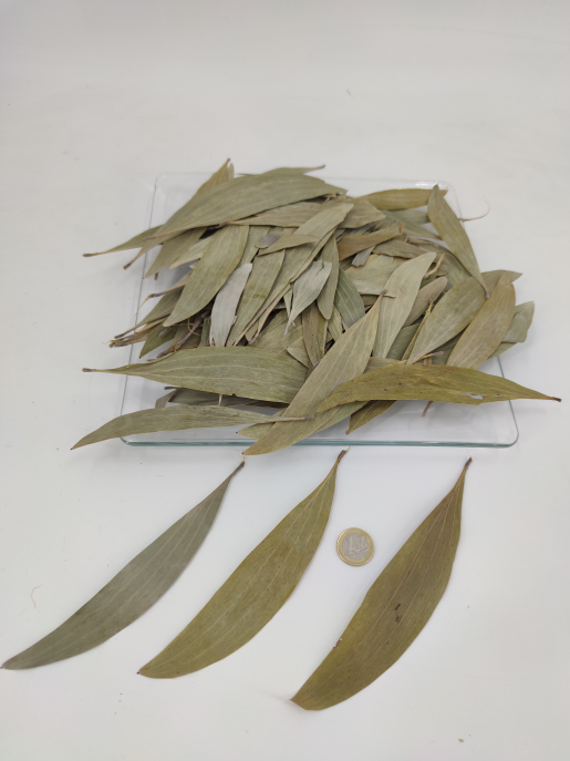 Eucalyptusleaves ca. 150-170 p.