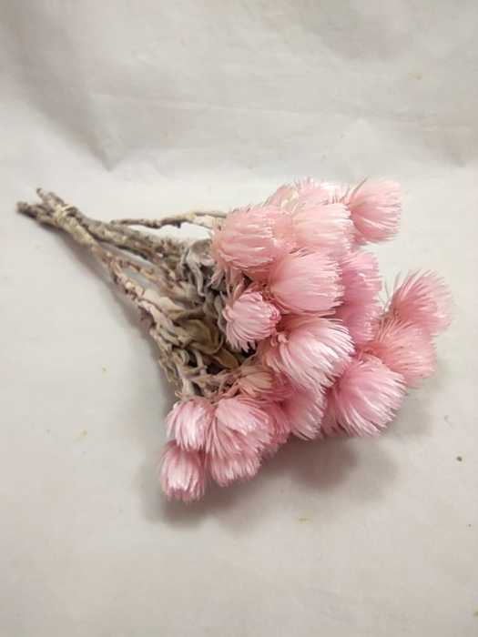 Helicrysum cape rosa