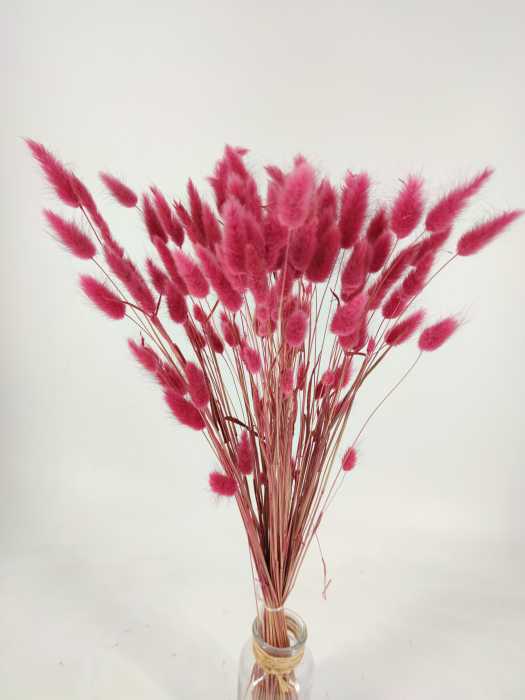 Lagurus bordeaux roze