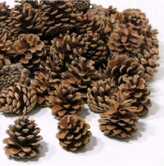 Pinus nigra 6-8 cm 10 kg. ca 450-500 p.