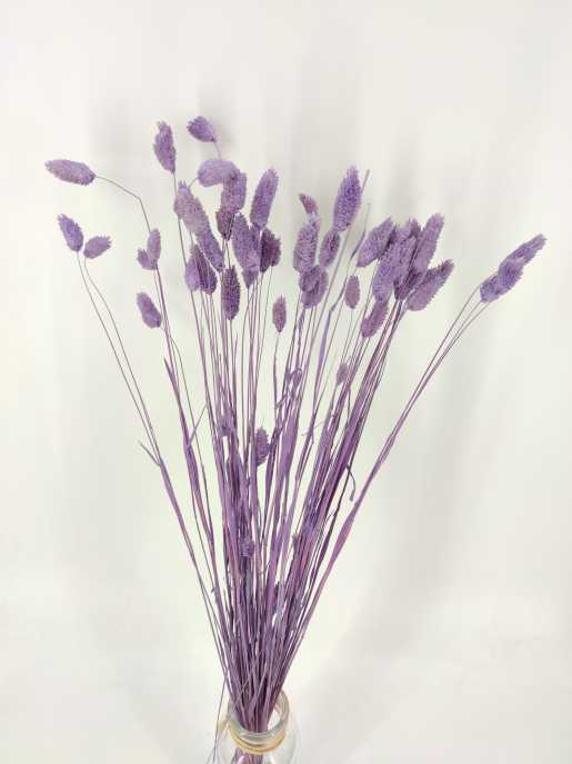 Phalaris lavender