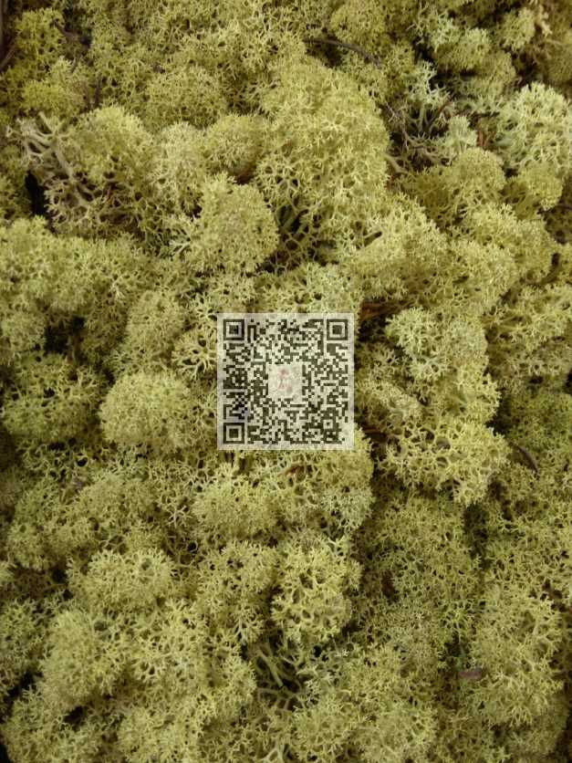 Reindeer Moss Natural