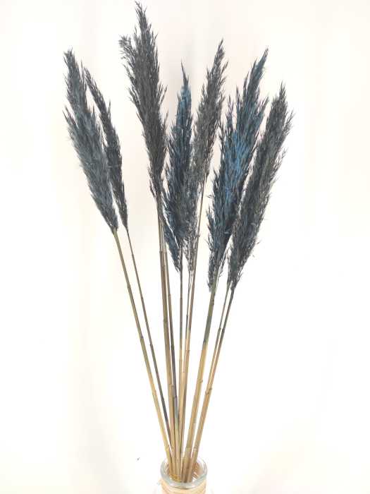 Wild reed plume ca. 10 pcs. black