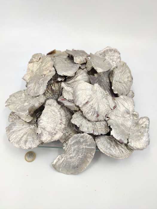 Sponge mushroom small 8-10 cm platinum