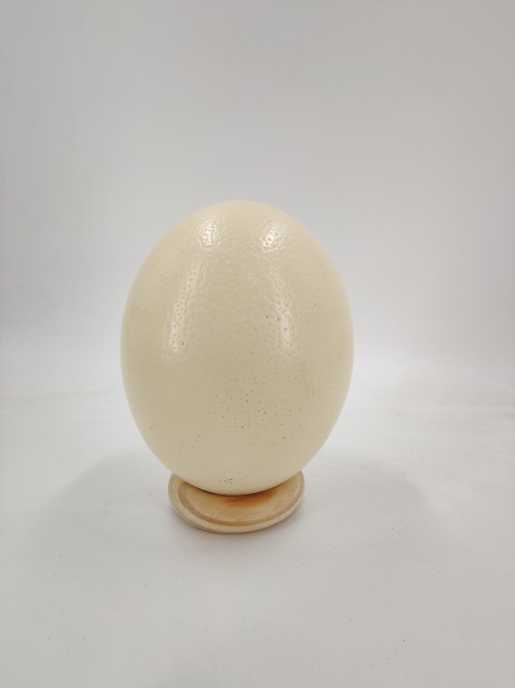 Ostrich egg (real+ blown out)+ wooden ring