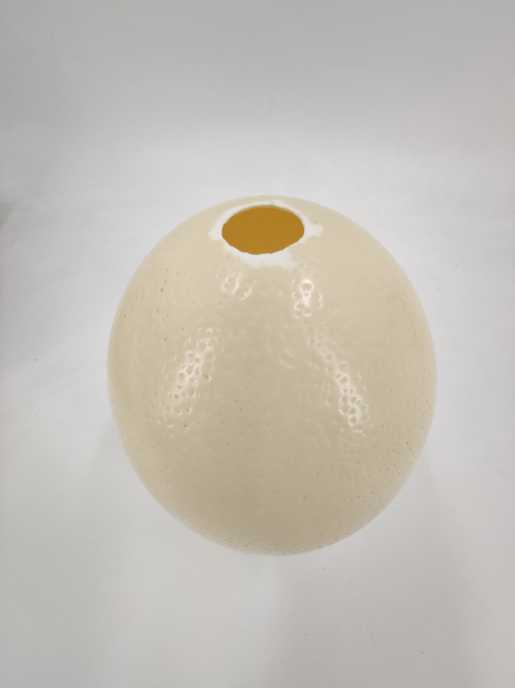 Ostrich egg (real+ blown out)