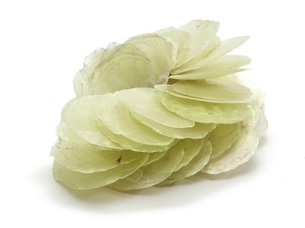 Capiz Dia Groen 5-10 cm 250 gr.