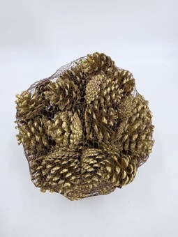 Pinus nigra 1 kg. gold