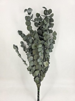 Eucalyptus Cinerea Gepreserveerd Groen