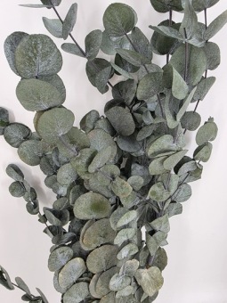 Eucalyptus Cinerea Gepreserveerd Groen