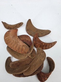 Elephant Ear 250 gr.