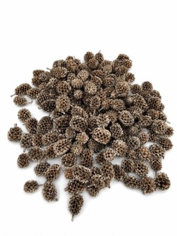 Casuarina 300 gr. Champagne