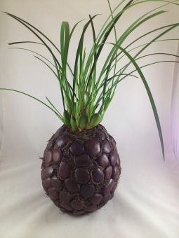 Kulagong 1.5 kg.