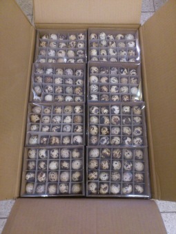Quail egg 30 x 60 p.