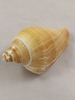 Strombus Canarium 5-7 cm 1 kg.