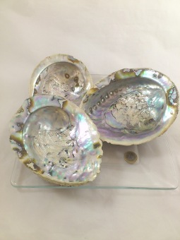 Abalone 14-18 cm 3 p.