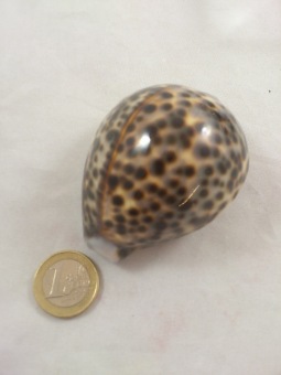 Cyprea Tigris 7 cm 10 p.