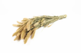 Setaria naturel 150 gr.