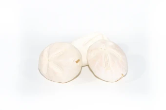 Zee egels Dapaw Dapaw 3 st.