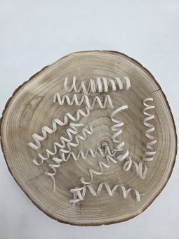 Cane Spring 10 st. Crème