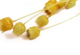 Erdbeerdistel Natürlich