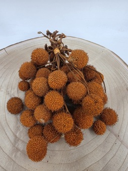 Plataanvrucht bussel 250 gr. oranje