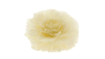 Feder Rose auf Clip creme ⌀11 cm