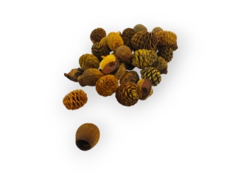 Assortiment Leucadendron 250 gr. Oranje