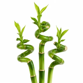 ucky bamboo Dracaena sanderiana vers bos 3 stengels 50 cm gedraaide top geluksbamboe levende plant voor in water - Dentergem