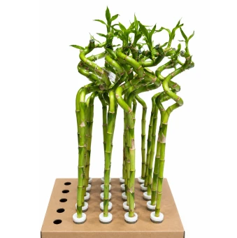 ucky bamboo Dracaena sanderiana vers bos 3 stengels 50 cm gedraaide top geluksbamboe levende plant voor in water - Dentergem