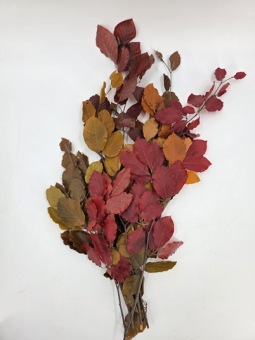 Beukenblad herfstkleuren gepreserveerd