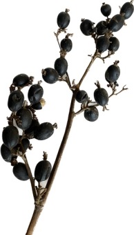 Black Berry 3 takken